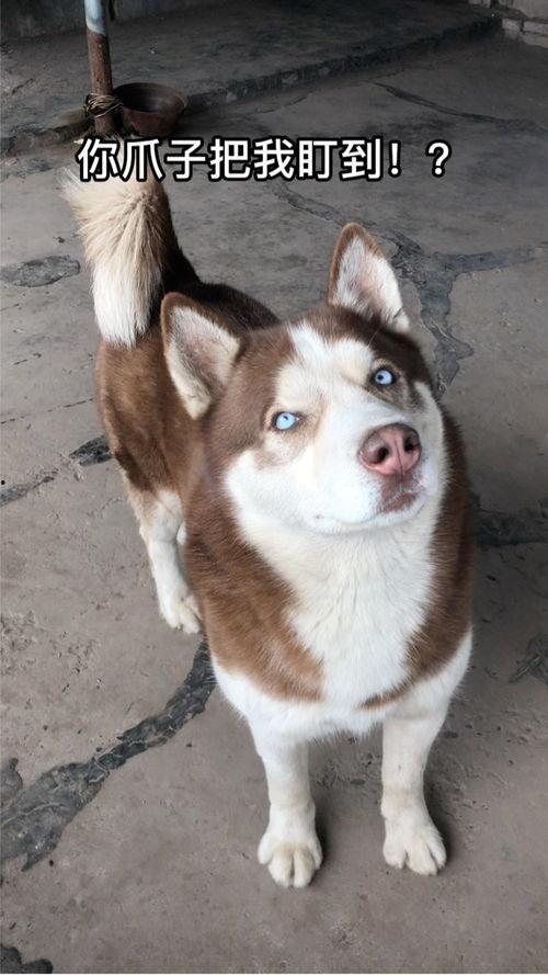 兔儿瓜怎么吃最好