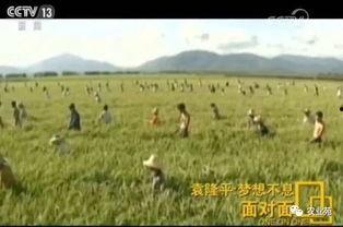 种田养老吃瓜文案,种田生活新风尚