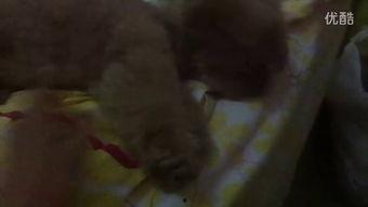 程小姐吃瓜视频,揭秘娱乐圈幕后故事