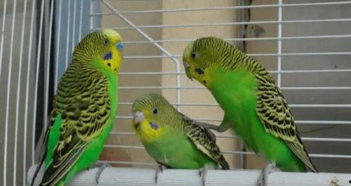 虎皮鹦鹉吃瓜群众,瓜果乐园中的快乐食客