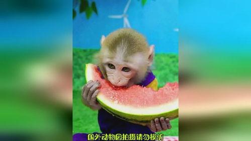 猴美丽吃瓜