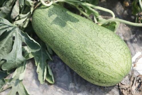 夏天吃的所有瓜,尽享清凉甜蜜时光