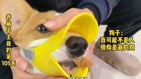 有兽焉吃瓜,揭秘动物界的“美食家”