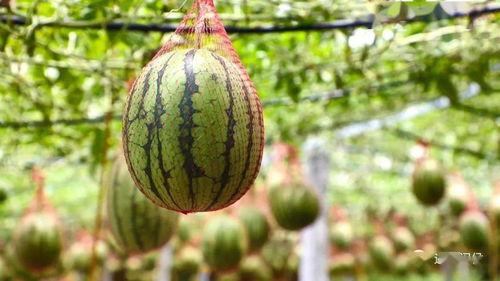 东职院吃瓜,揭秘校园热点背后的真相