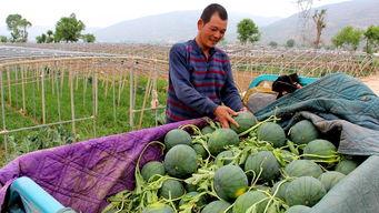 曹县729吃瓜群众,揭秘网络热点的背后故事