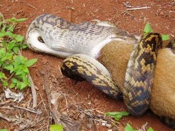 吞噬巨蟒吃瓜视频