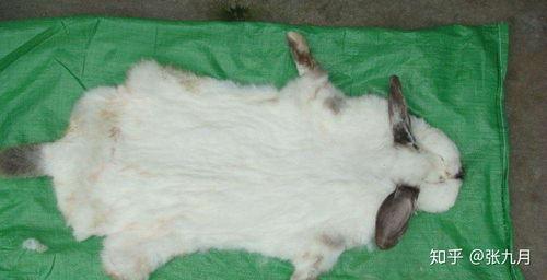 吃瓜兔耳朵,探寻美食背后的趣味故事