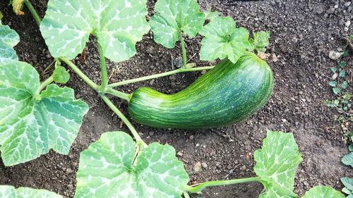 吃瓠瓜存什么好处,吃出健康与活力的秘密