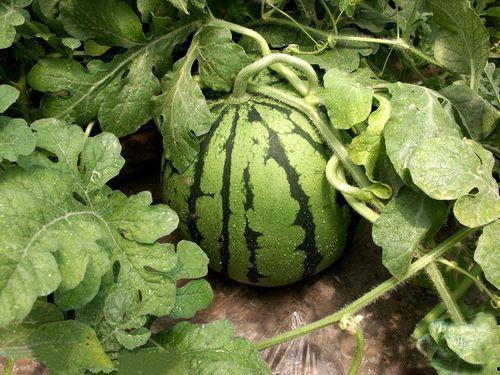 吃白西瓜大瓜,品味白西瓜的甘甜与大气