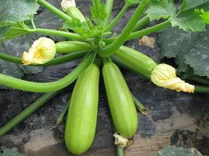 17万吃瓜,揭秘娱乐圈幕后真相