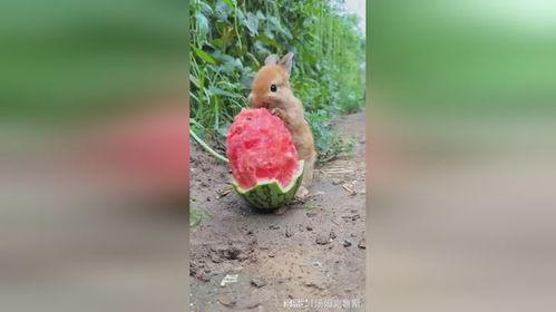 京城吃瓜兔,揭秘京城美食圈的那些事儿