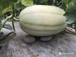 旁边吃瓜的人,揭秘吃瓜群众的趣味人生