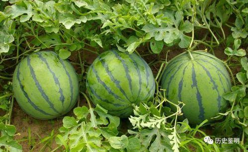 旁边吃瓜的人,揭秘吃瓜群众的趣味人生