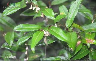 幼儿能否吃茭瓜菜叶,幼儿适宜食用指南