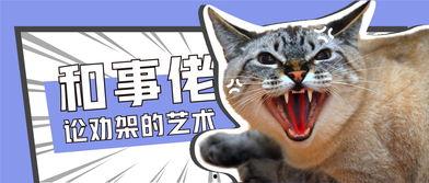 带你吃瓜东北猫