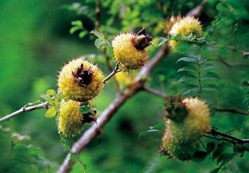 书亦刺梨吃瓜配料