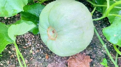 瓜种子可以吃的,从废弃到餐桌的华丽转身