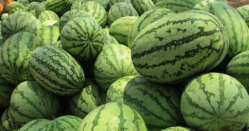 梦到好多瓜熟了吃