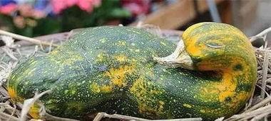 八瓜吃瓜是什么意思,网络流行语的趣味解读