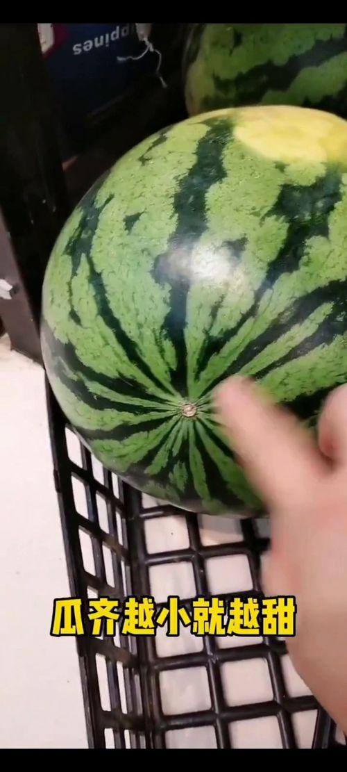 我天天吃瓜好吗