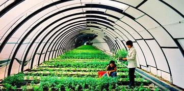 寿光楼顶吃瓜视频,寿光市民夏日休闲新风尚