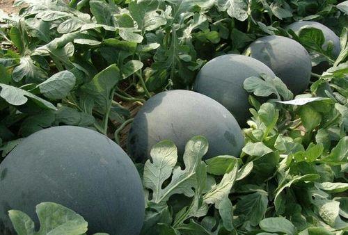 ccgg.ink吃瓜网,揭秘娱乐圈幕后故事，带你领略网络舆论风云