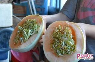 瓜发芽敢吃吗