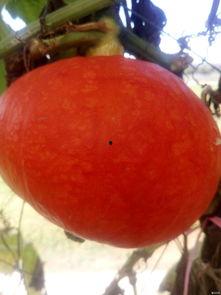 吃瓜直播大福,揭秘网红美食背后的故事