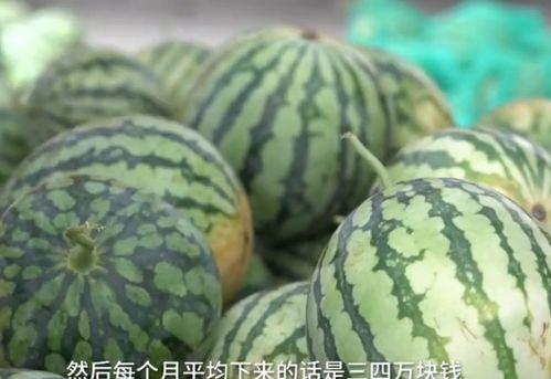 英国吃瓜50秒,揭秘英式休闲生活瞬间