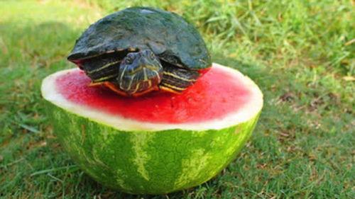 英国吃瓜50秒,揭秘英式休闲生活瞬间