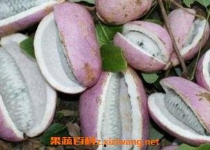 吃货主播吃八月瓜