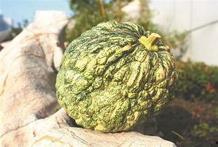 贵州丑瓜怎么吃