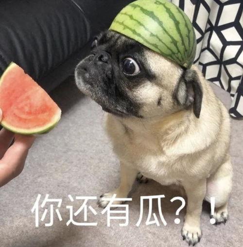 吃瓜表情包和尚