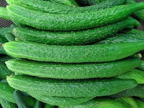 秋天干燥吃瓜群众,秋季养生必备美食指南