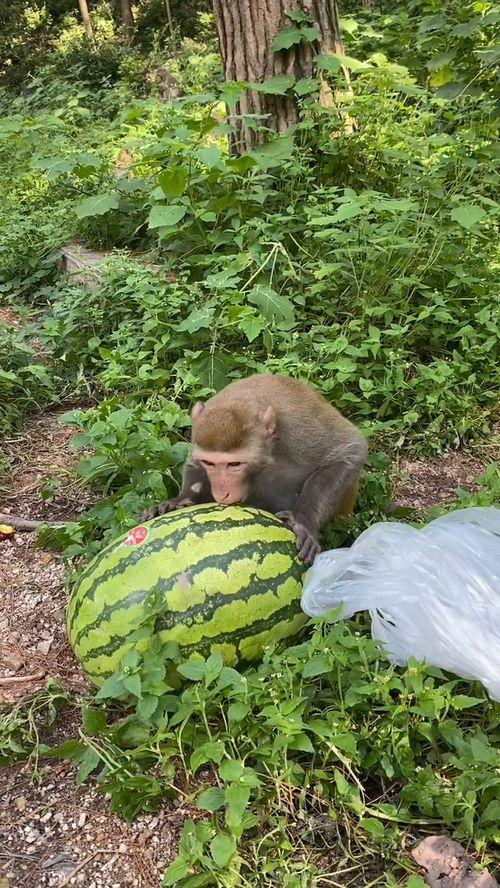 猴子吃西瓜的瓜,猴王与瓜果的欢乐时光