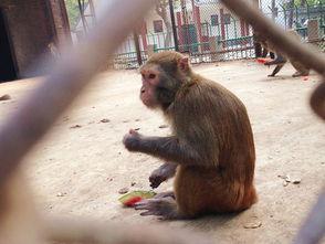 猴子吃西瓜的瓜,猴王与瓜果的欢乐时光