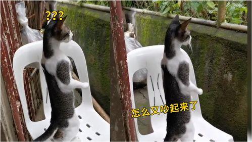 吵架猫猫吃瓜