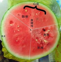 关于吃瓜图片,揭秘吃瓜群众的视觉盛宴