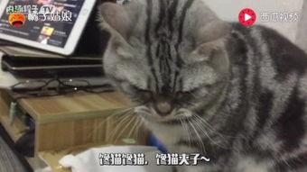 贪吃的猫吃瓜,贪吃猫咪的瓜果盛宴