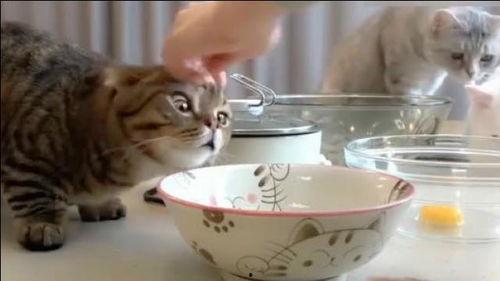 贪吃的猫吃瓜,贪吃猫咪的瓜果盛宴