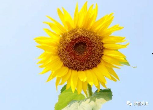 赏花吃瓜纳凉